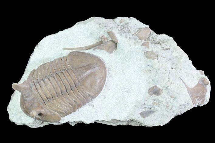 Asaphus Punctatus Trilobite - Russia #89062